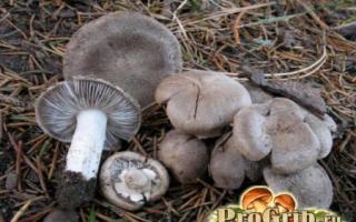Row mushrooms, difference from inedible ones
