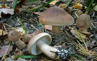 Edible and inedible row mushrooms, culinary uses and beneficial properties