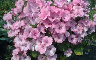 Lavatera perennial (Khatma) - “Wild Rose”: planting, care and cultivation Lavatera is an excellent mixture