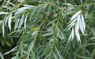Willow putih: deskripsi, khasiat obat dan kemungkinan kontraindikasi Nama Latin willow putih